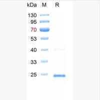 100μg,猪圆环病毒重组Cap蛋白;猪圆环病毒2型蛋白 ,猪PCV蛋白;猪圆环抗原