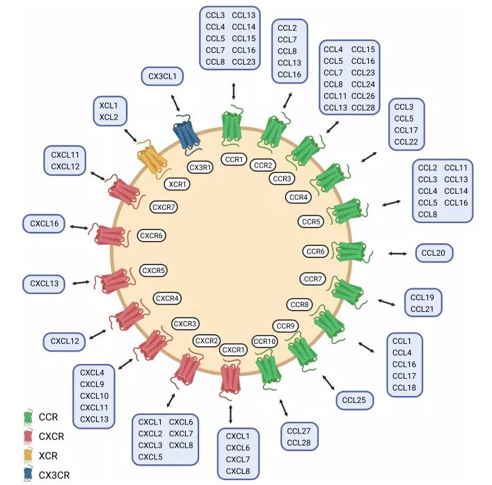 趋化因子及其受体超家族