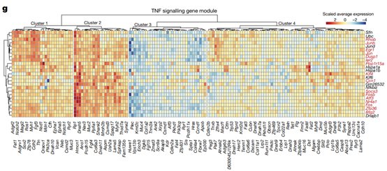 Nature:揭示肿瘤演化过程中TNF的双重作用