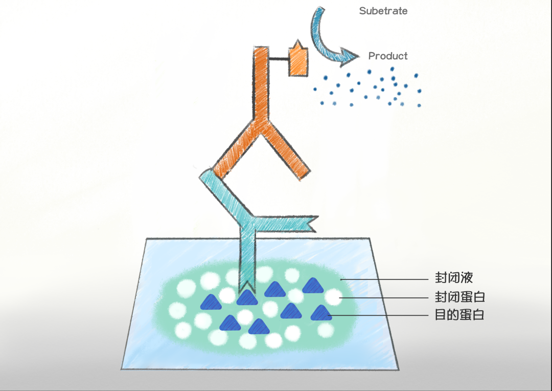 WB结果全废？你需要一份封闭液选择指南！