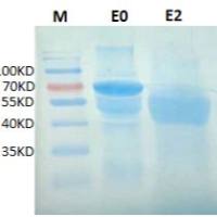 100μg 猪瘟E2病毒蛋白;猪瘟蛋白;猪CSFV-E2抗原;猪瘟抗原