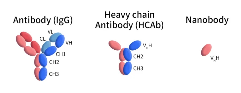 【Biorbyt 产品】​纳米抗体（Nanobody, Nb）