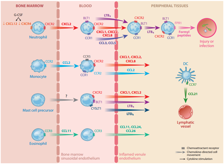 趋化因子及其受体超家族
