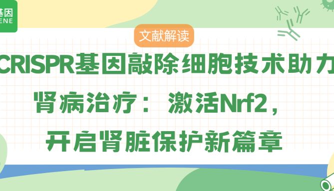 CRISPR基因编辑技术：激活Nrf2，为肾病治疗带来新希望