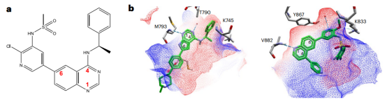 Nat. Cancer：发现 EGFR/PI3K 双重靶向抑制剂