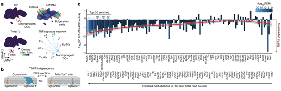Nature:揭示肿瘤演化过程中TNF的双重作用