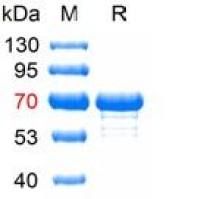 100μg，抗猪细小（PPV）单克隆抗体，猪PPV抗体，猪细小抗体