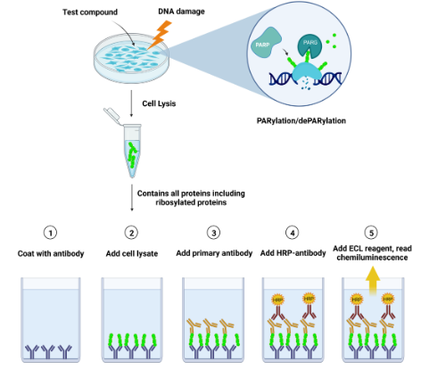 LysA通用PARylation检测试剂盒促销 LysA通用PARylation检测试剂盒促销