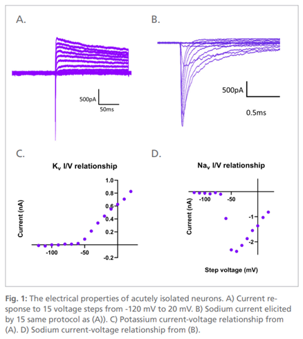 原代脑细胞在 Qube 384 上的实验--原代神经元和星形胶质细胞的电压钳和电流钳记录
