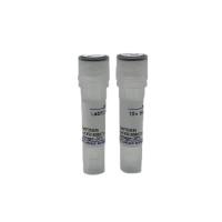 LabFD 内切酶 BspQI