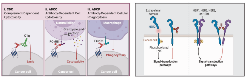 一加一大于二，一文读懂ADC药物