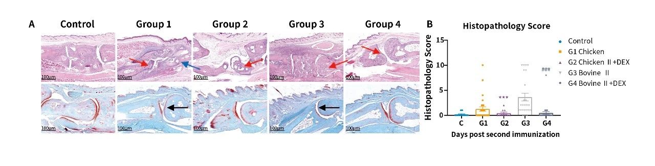 造模百科 | 类风湿性关节炎小鼠模型