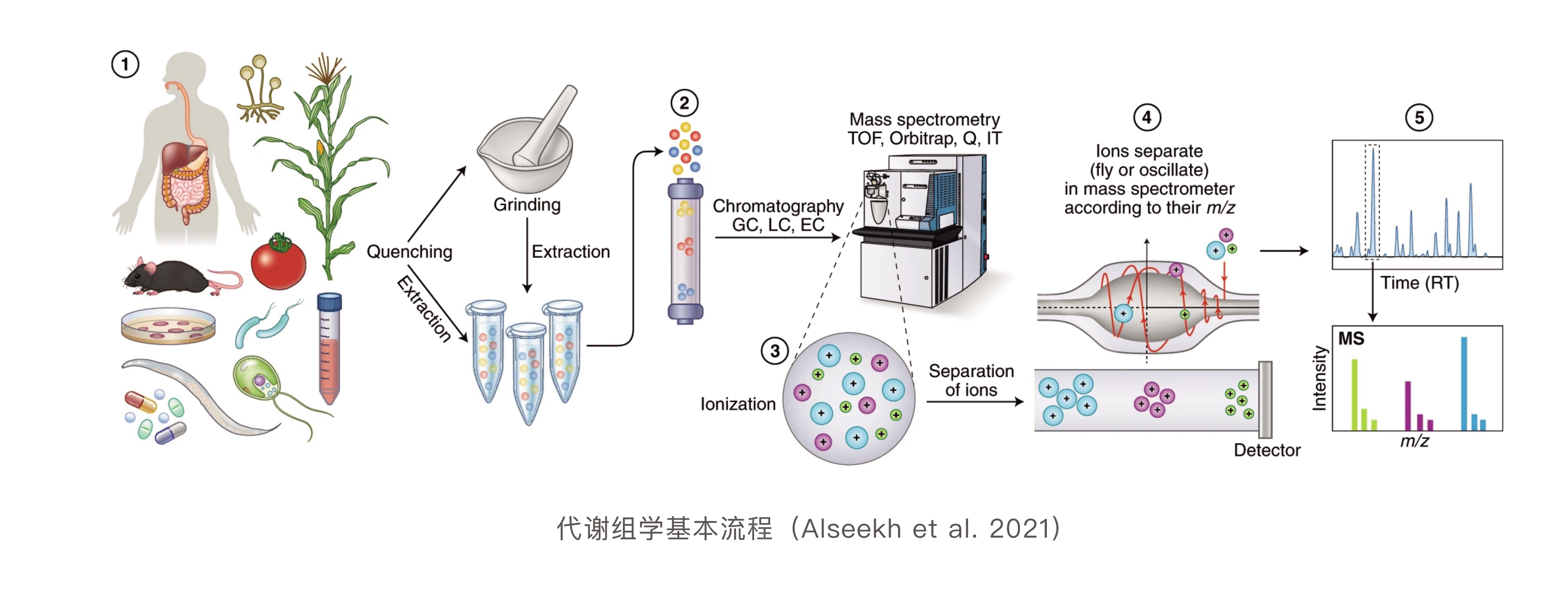 7.2(1) 代谢组学(1)基本介绍.jpg