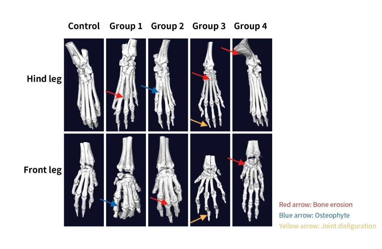 造模百科 | 类风湿性关节炎小鼠模型