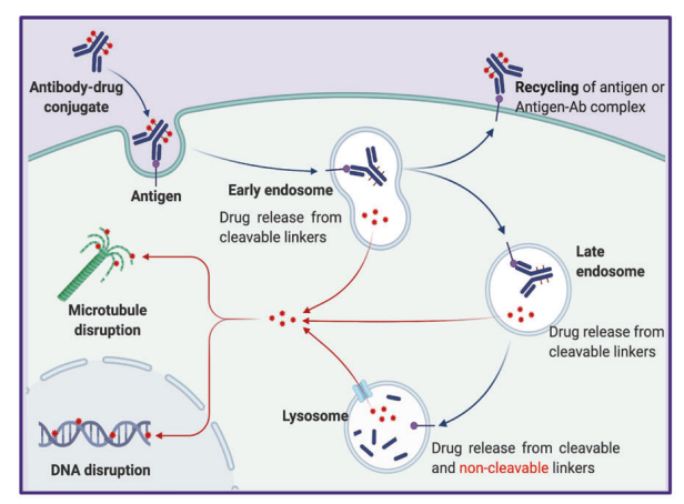 一加一大于二，一文读懂ADC药物