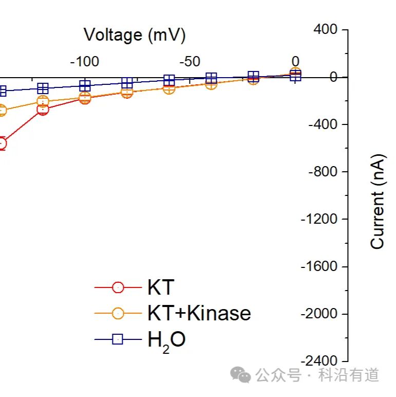 爪蟾卵母细胞电压钳检测