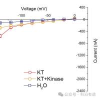 爪蟾卵母细胞电压钳检测