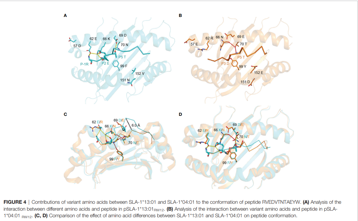 Derived from equine infectious