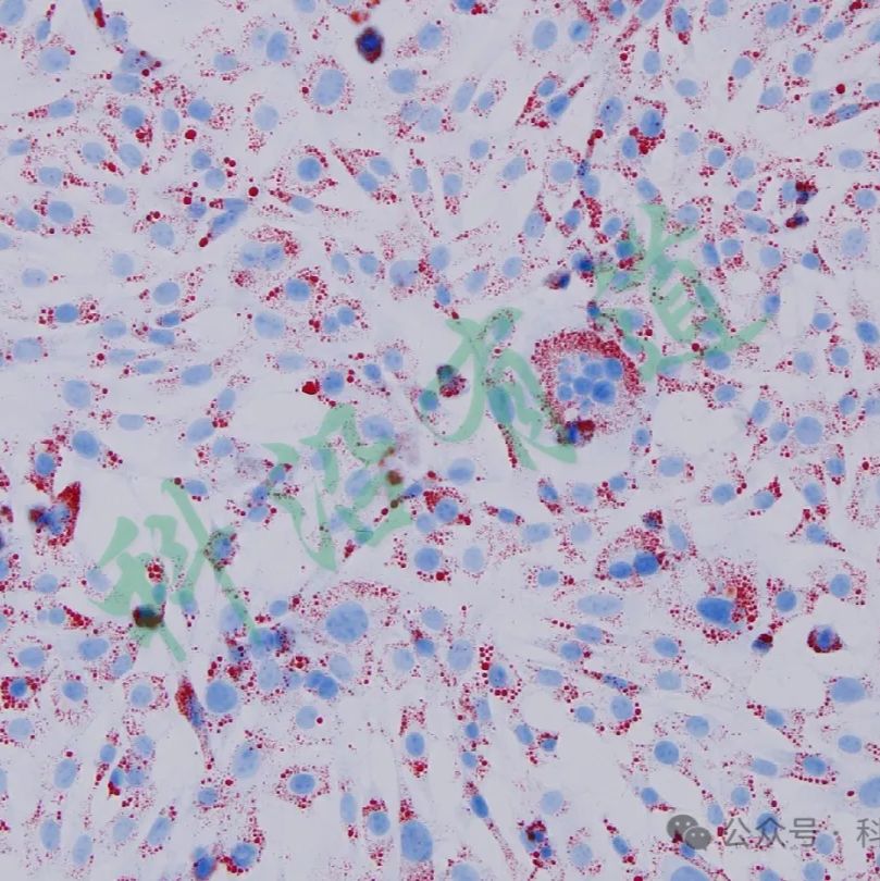 细胞成脂/成肌诱导简介