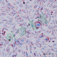 细胞成脂/成肌诱导简介