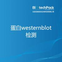 蛋白westernblot检测
