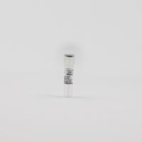 GST 标签小鼠单克隆抗体