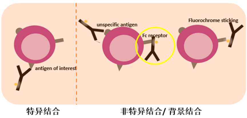 精准狙击:FcR阻断剂,让干扰无处遁形
