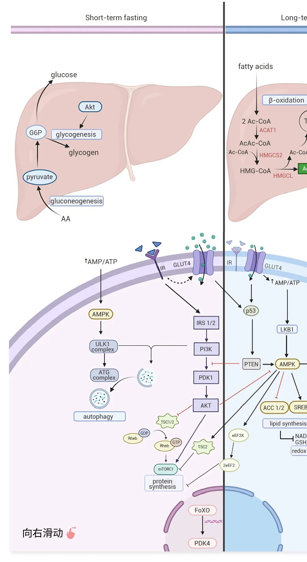 Nature 重磅：禁食与生酮，在转译组舞台上演绎抗癌剧!  |MedChemExpress (MCE)