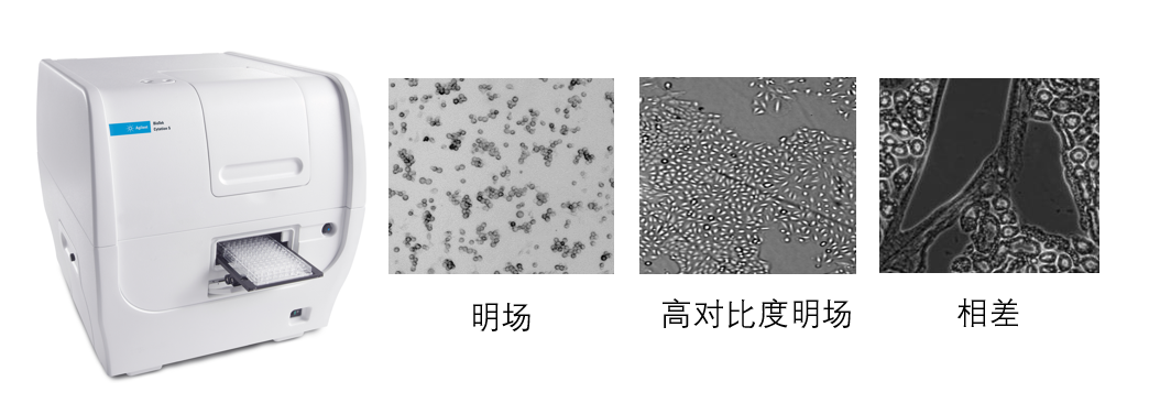 神经分析方案革新：无标记自动化高通量活细胞神经生长动力学评价