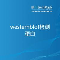 westernblot检测蛋白