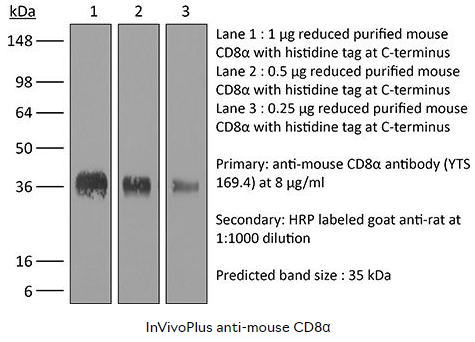 Bioxcell InVivoPlus anti-mouse CD8α，抗小鼠CD8α抗体