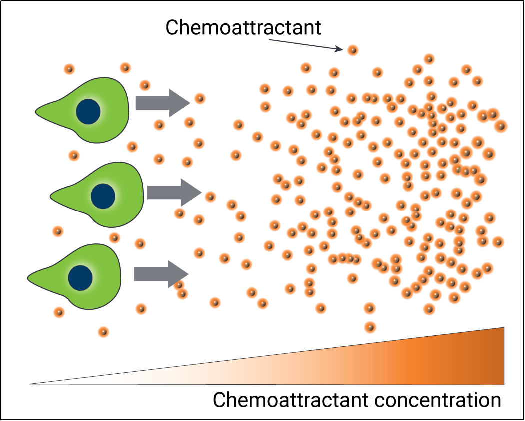 揭秘细胞的“导航”奥秘丨安捷伦细胞轨迹运动分析方案推荐