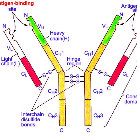 Integrin beta 4抗原,整合素β4抗原