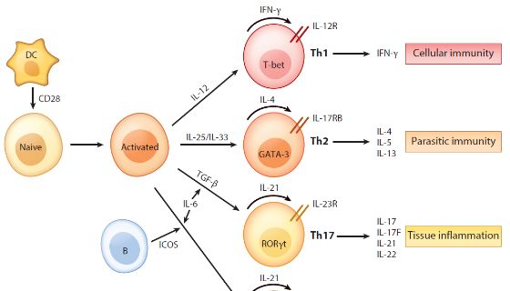 免疫细胞培养攻略之扩增&amp;培养（四）