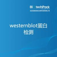 westernblot蛋白检测