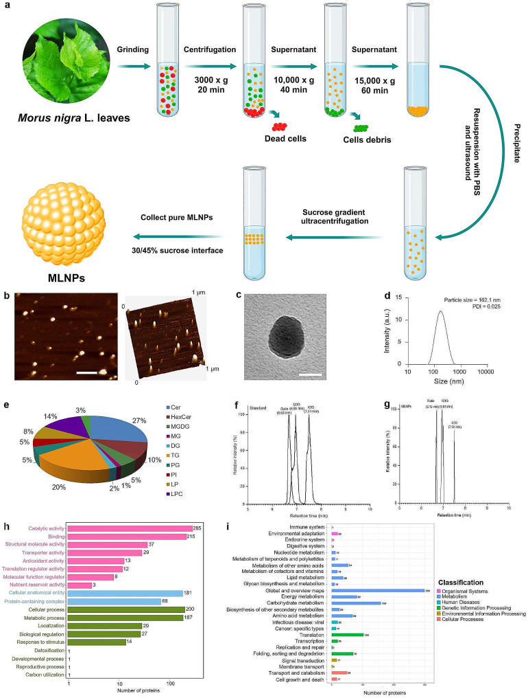 植物外泌体提取