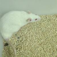 动物模型肥胖模型