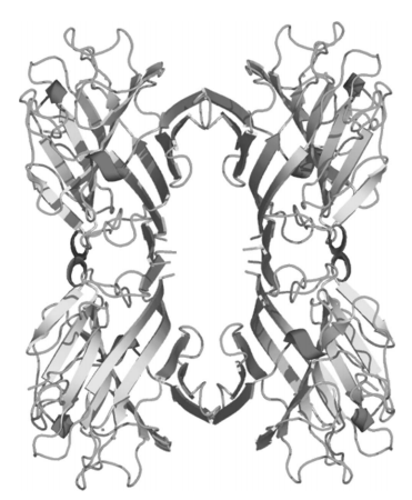 一文了解菜豆凝集素 (Phaseolus vulgaris)