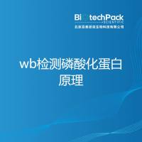 wb检测磷酸化蛋白原理