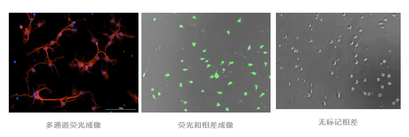 解码神经网络:安捷伦推出全新高通量神经分析新工具