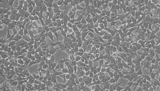 HEK293细胞系培养攻略