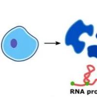 RNA pull down技术