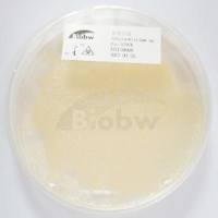 裂殖壶菌（可订购）  