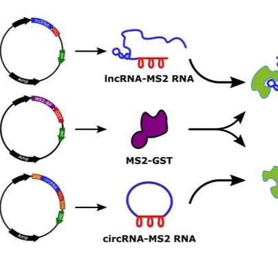 翻译核糖体亲和纯化（TRAP）技术