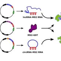 翻译核糖体亲和纯化(TRAP)技术