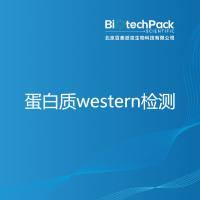 蛋白质western检测