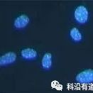 细胞分选（Cell Sorting）