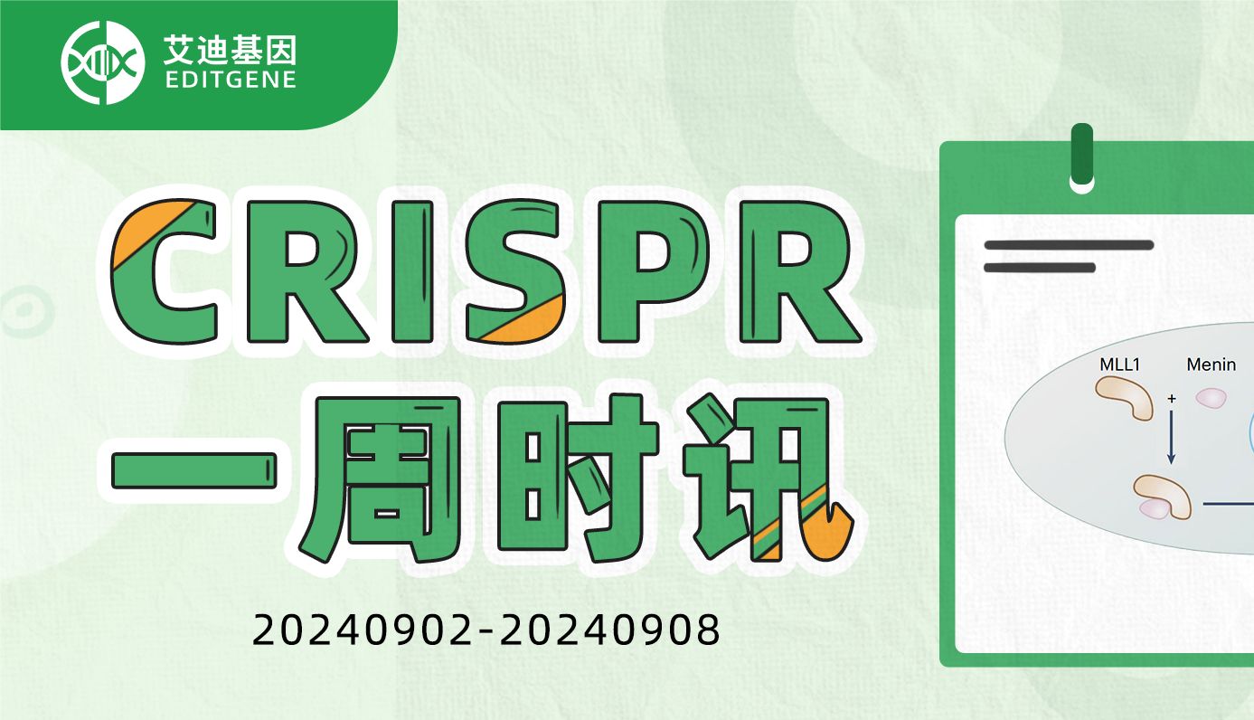 CRISPR-Cas9筛选技术：二维细胞培养基因组研究的新突破！