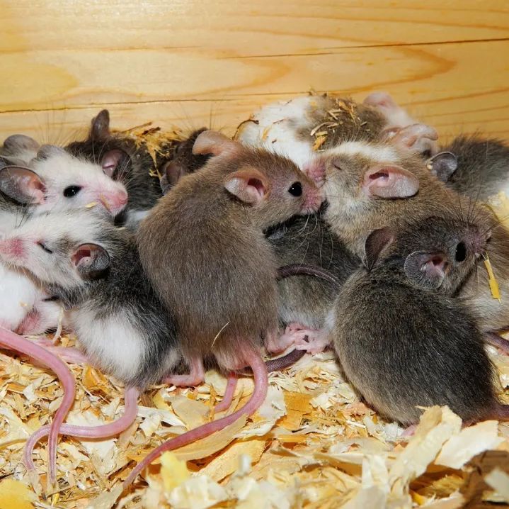 灌胃标准实验操作