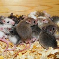 灌胃标准实验操作